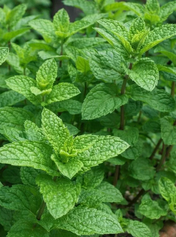 Mentha piperita