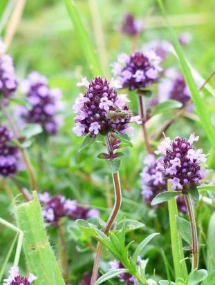 Thymus serpyllum