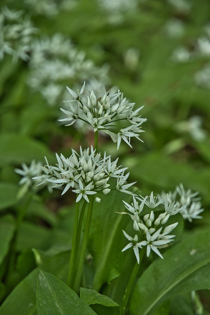 Allium ursinum