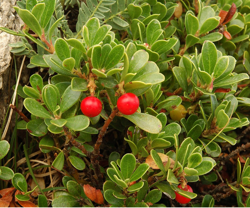 Arctostaphylos uva-ursi
