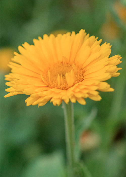 Calendula officinalis