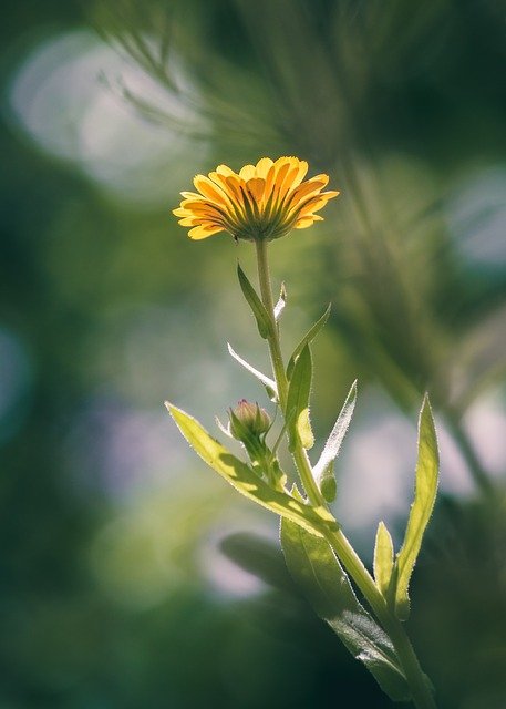 Calendula officinalis