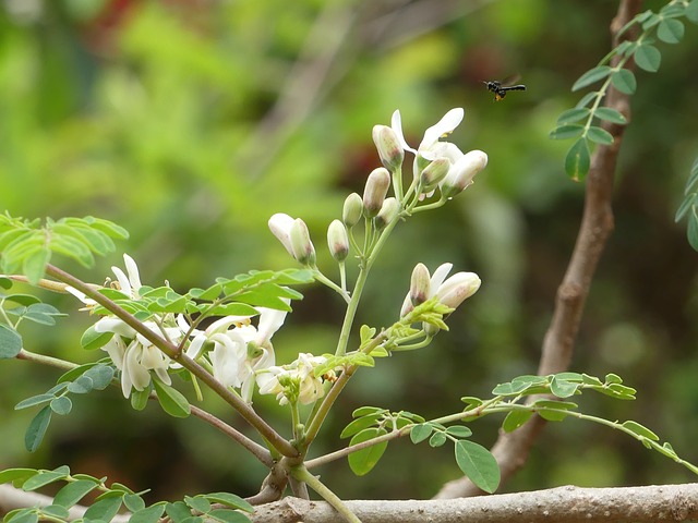 Moringa oleifera