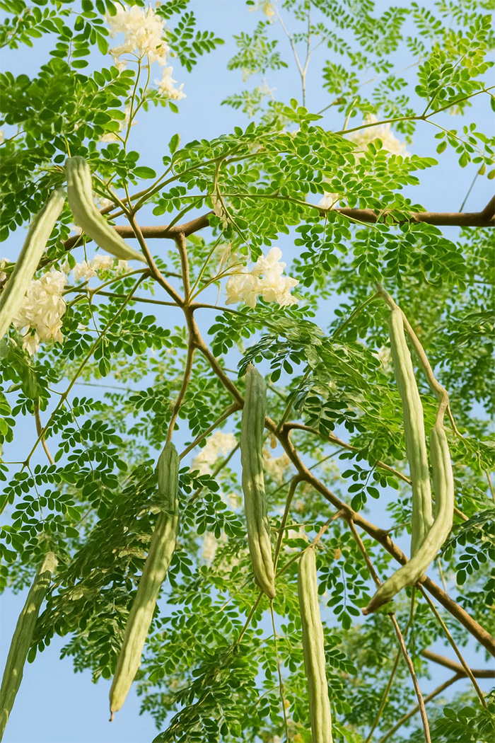 Moringa oleifera