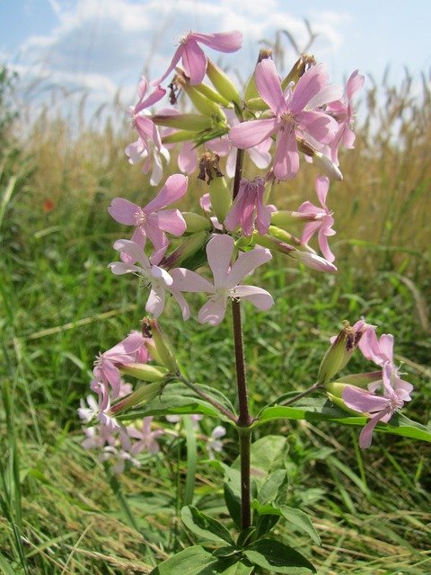 Saponaria officinalis