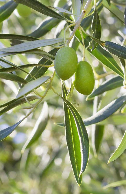 Olea europaea