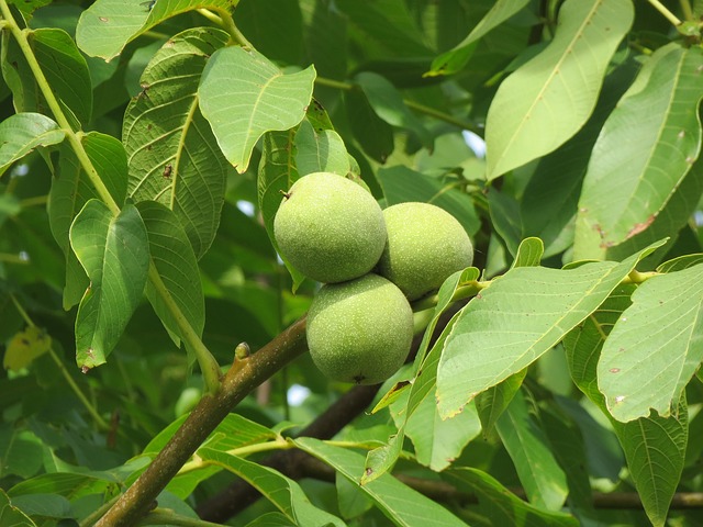 Juglans regia