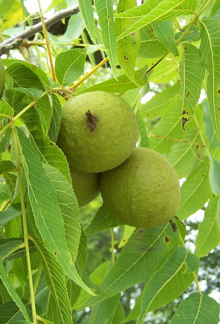 Juglans nigra