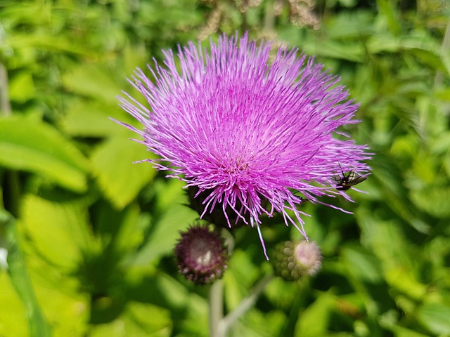 Silybum marianum