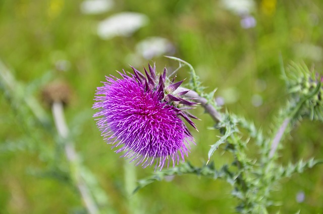Silybum marianum
