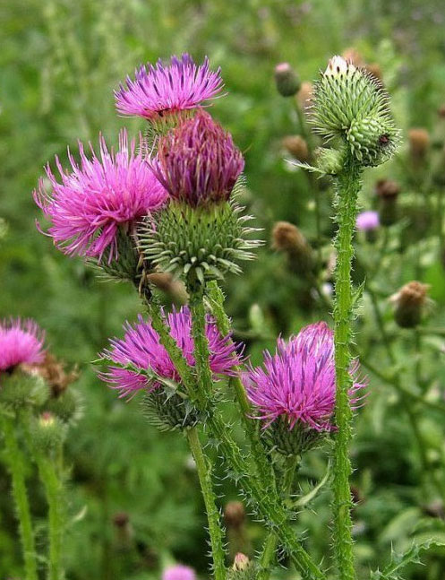 Silybum marianum