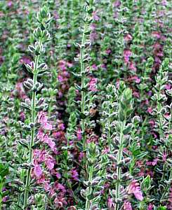 Teucrium chamaedrys