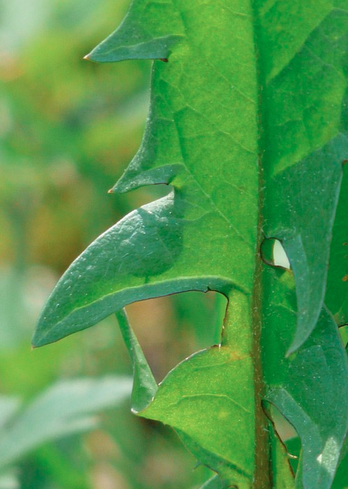 Taraxacum officinale