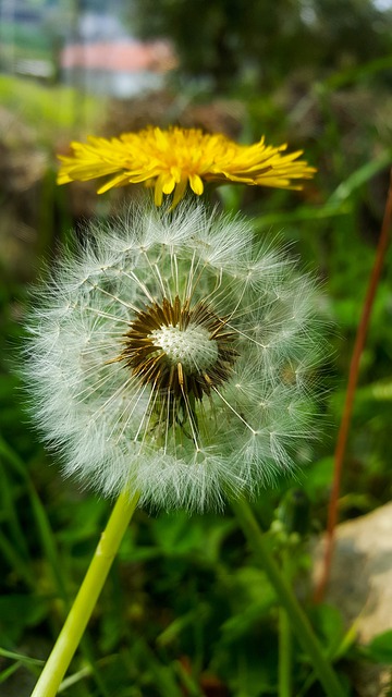 Taraxacum officinale