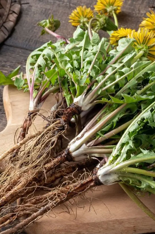 Taraxacum officinale