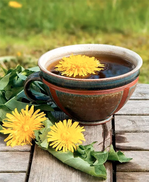 Taraxacum officinale