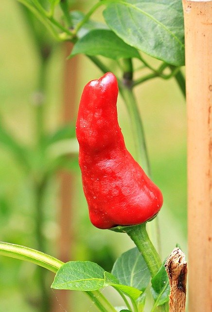 Capsicum Annuum