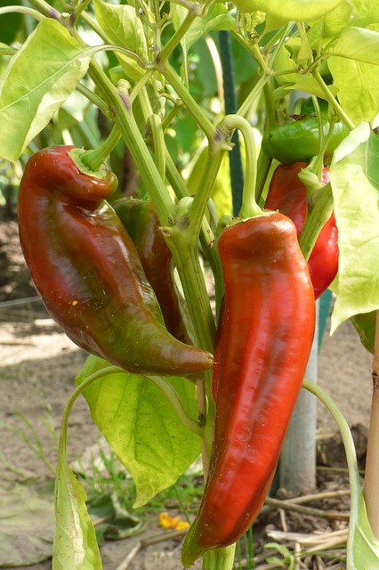 Capsicum anum