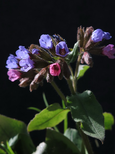 Pulmonaria officinalis