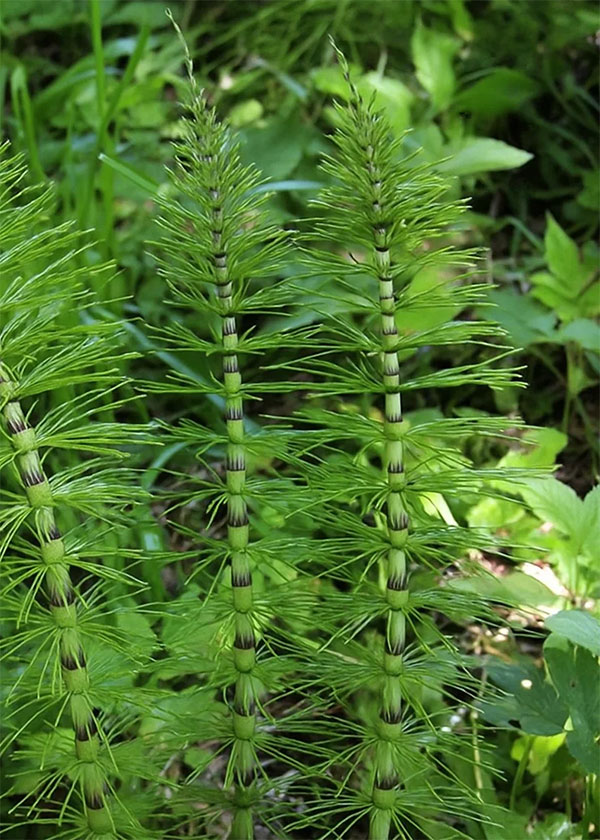 Equisetum arvense