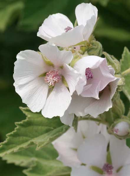 Althaea officinalis