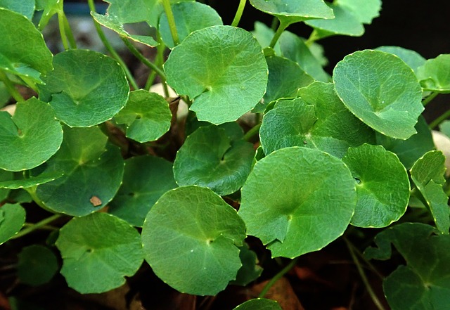 Centella asiatica