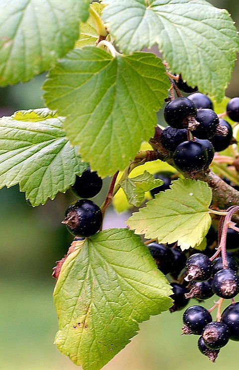 Ribes nigri folium