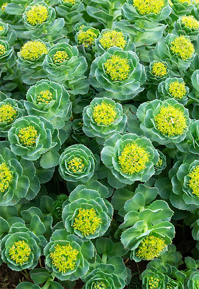 Rhodiola rosea