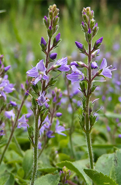 Veronica officinalis