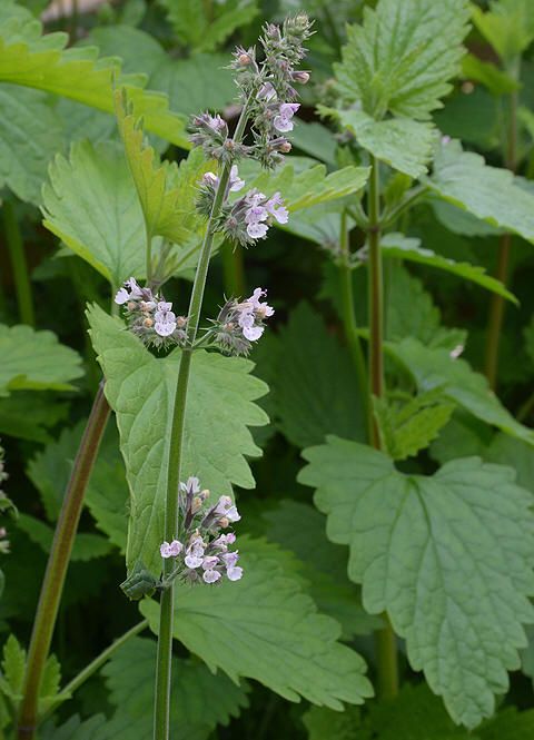 Nepeta cataria