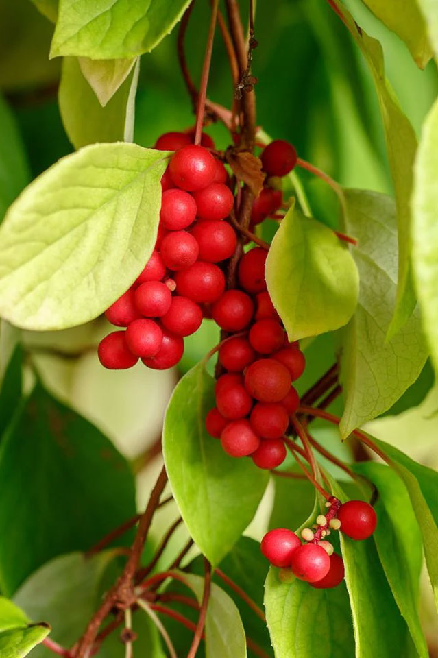 Schizandra chinensis