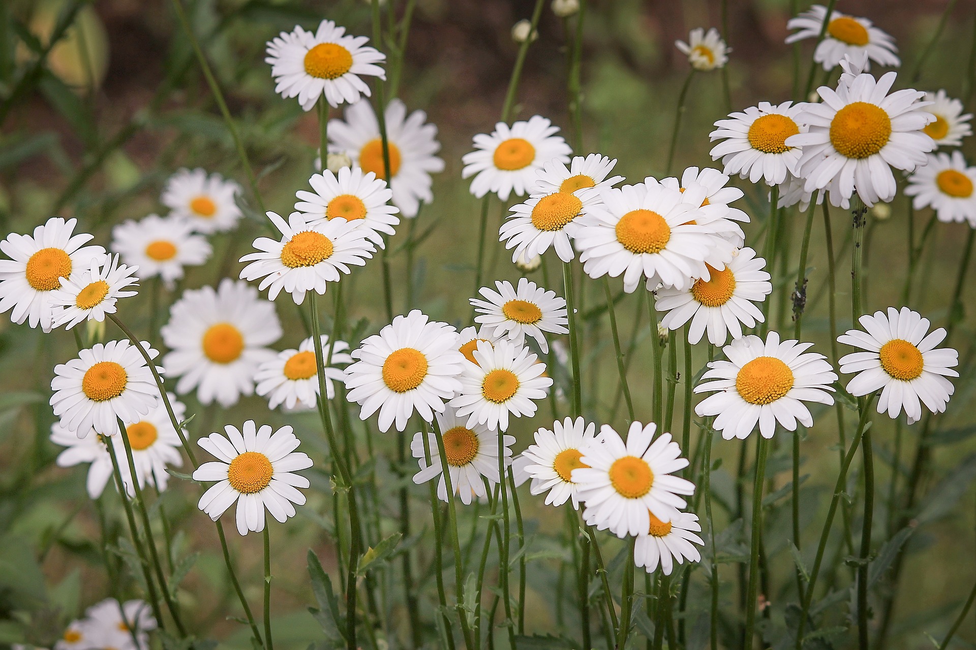 Bellis perennis