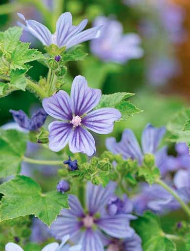 Malva sylvestris