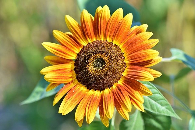 Helianthus annuus