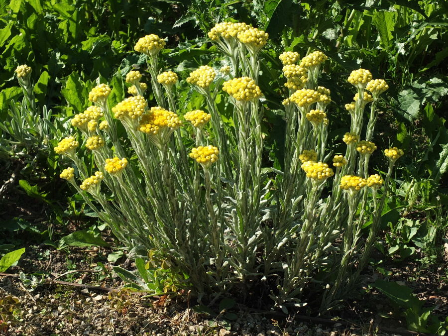 Helichrysum arenarium