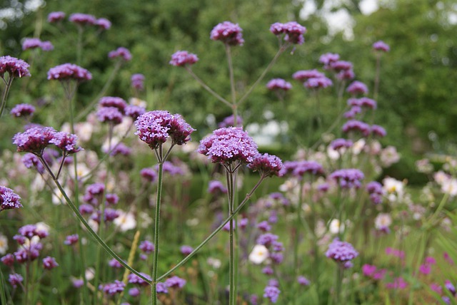 Verbena officinalis