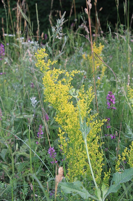 Galium verum