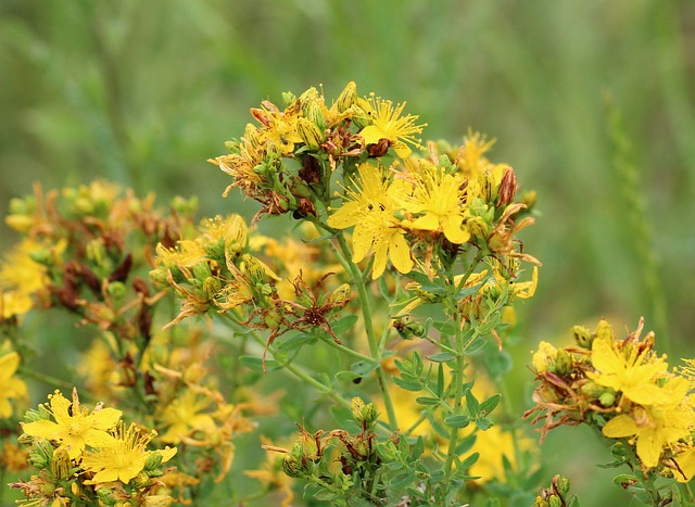 Hypericum perforatum