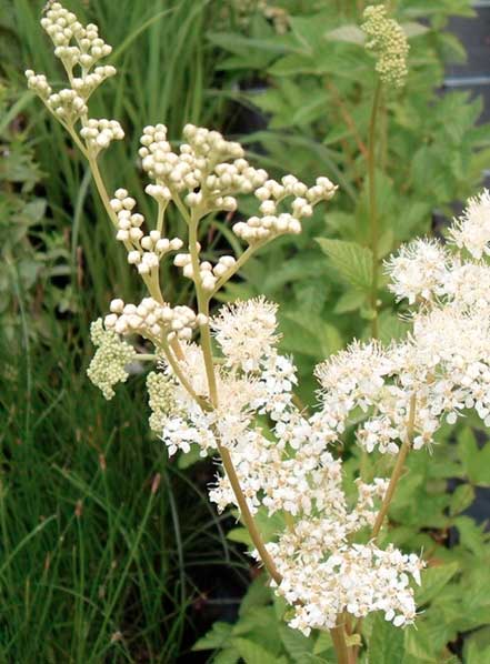 Filipendula ulmaria