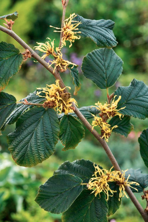 Hamamelis virginiana