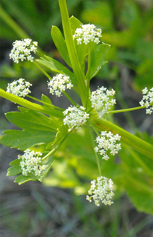 Apium graveolens