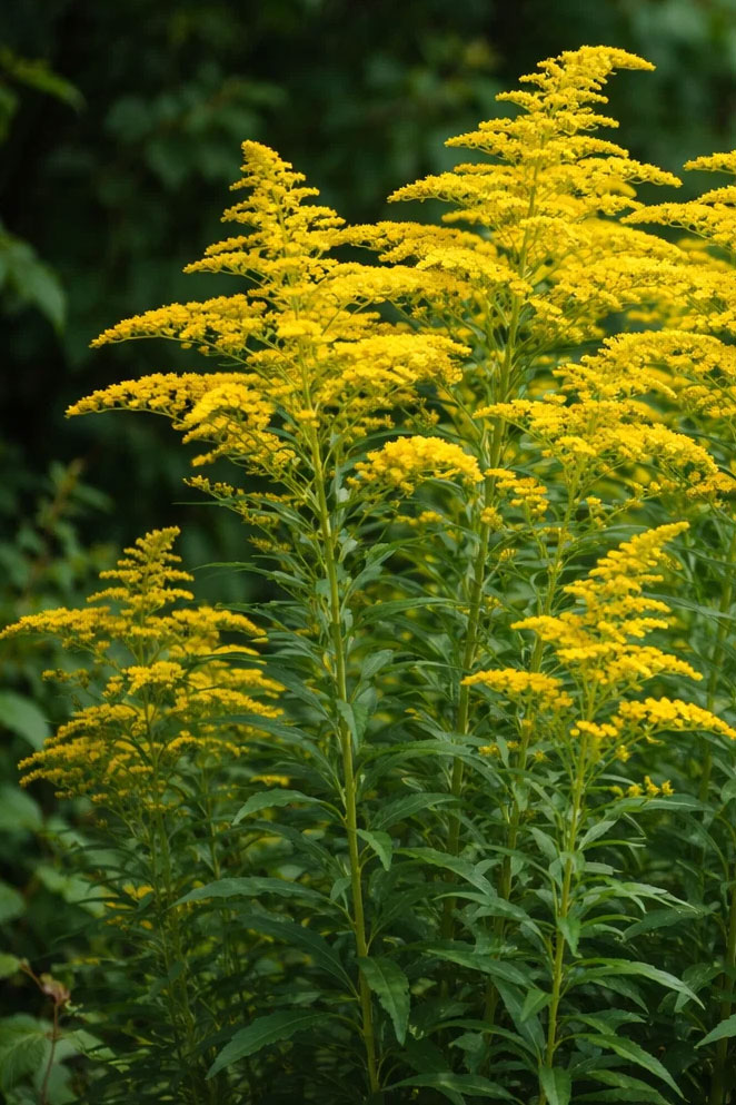 Solidago virgaurea