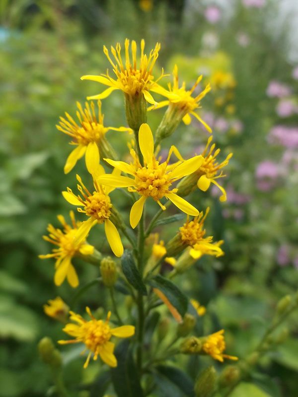 Solidago virgaurea